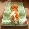 Tapis pour chien